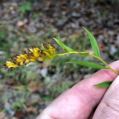 Solidago odora odora