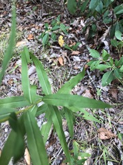 Solidago odora odora