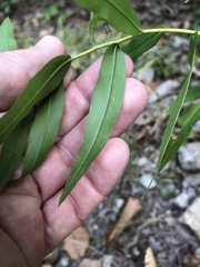 Solidago odora odora