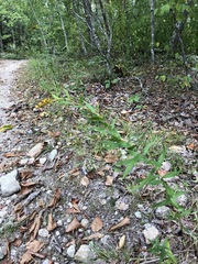 Solidago odora odora