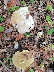 Suillus placidus