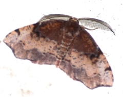 Achrosis