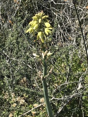 Albuca grandis