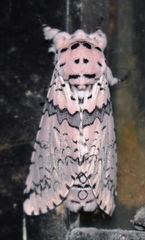 Kamalia kandyia