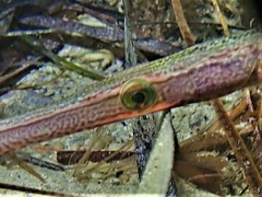 Siphonognathus argyrophanes