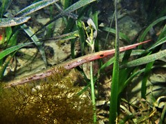 Siphonognathus argyrophanes