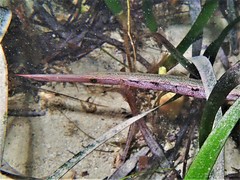 Siphonognathus argyrophanes