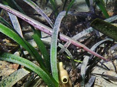 Siphonognathus argyrophanes