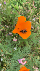 Eristalis tenax