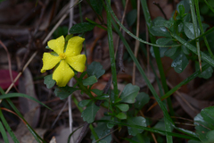 Hibbertia diffusa