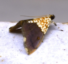 Agrotera