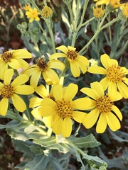 Senecio magnificus