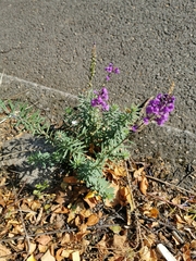 Linaria purpurea