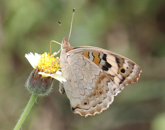 Junonia orithya swinhoei