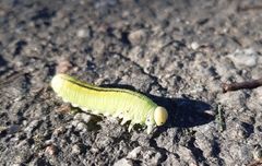 Cimbex femoratus