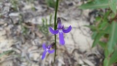 Lobelia dentata