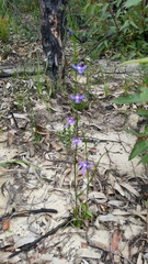 Lobelia dentata
