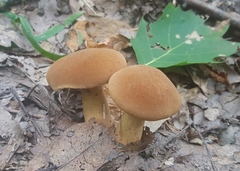 Bothia castanella