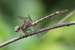 Crenigomphus hartmanni