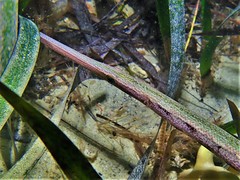 Siphonognathus argyrophanes