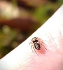 Salticidae