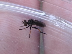 Hadrokolos texanus