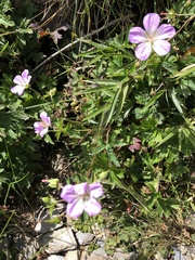 Geranium hayatanum