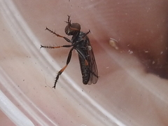 Hadrokolos texanus