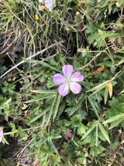 Geranium hayatanum
