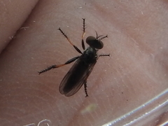 Hadrokolos texanus