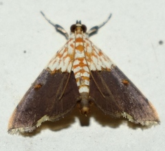 Agrotera
