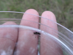 Hadrokolos texanus