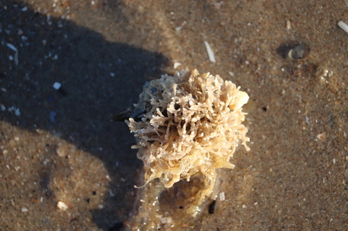 Hairy Sea-mat, Katwijk, Zuid-Holland, Netherlands, photo 10 of 10