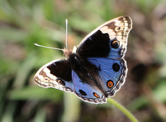Junonia orithya swinhoei