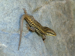 Heremites auratus