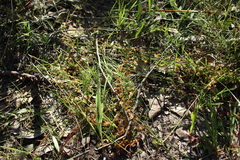 Drosera porrecta