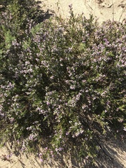 Muraltia spinosa