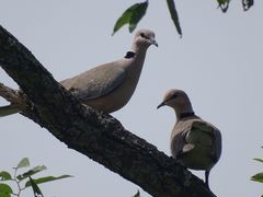 Streptopelia vinacea
