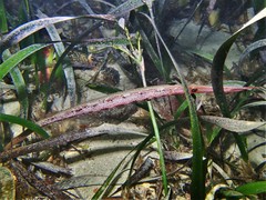 Siphonognathus argyrophanes