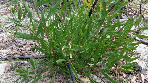 Image of Hakea laevipes by (c) Peter B, some rights reserved (CC BY)