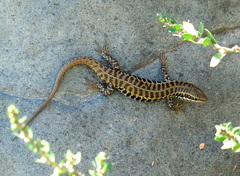 Heremites auratus