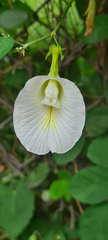 Clitoria ternatea