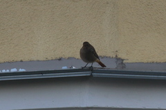 Phoenicurus ochruros