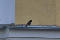 Phoenicurus ochruros