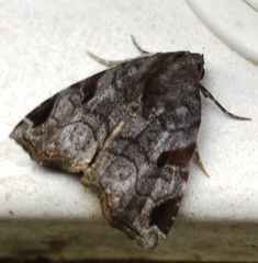 Androlymnia emarginata