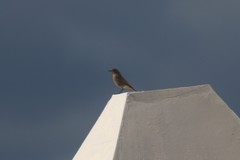 Phoenicurus ochruros