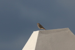 Phoenicurus ochruros