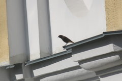 Phoenicurus ochruros