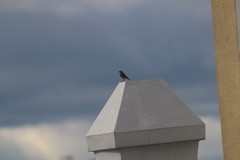 Phoenicurus ochruros