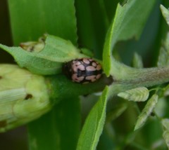 Calligrapha multiguttata